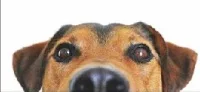 dog-3