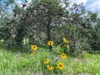 applesontree300dpi-e1692799733807