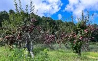 appletrees0915-highres-e1695753073872
