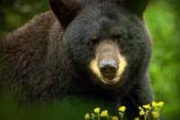 032423_gmsf_bear_photo-by-victoria-darlington_credit-grandfather-mountain-stewardship-foundation-e1679923743984