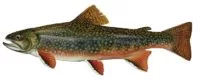 brook-trout-e1711649866760