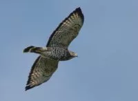 broad-winged-hawk-2022_photo-by-nancy-smith-e1698675822108