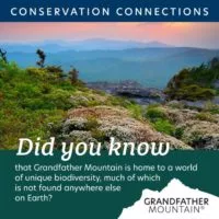 gfm_didyouknow_biodiversity_courtesy-of-grandfather-mountain-stewardship-foundation-e1673033948400