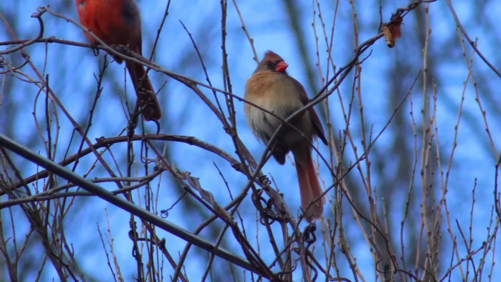 birds00003703