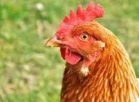 chick-e1648757379859