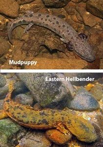 250300p7428ednmainmudpuppy-hellbender-photo-composite-final