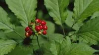 ginseng-e1650986635326
