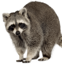 raccoon-e1632939701243