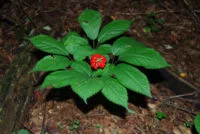 american-ginseng-with-fruit-e1627583642608