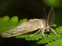 spongy-moth