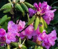 catawba-rhododendron_photo-by-skip-sickler_courtesy-of-grandfather-mountain-stewardship-foundation-e1715878847983