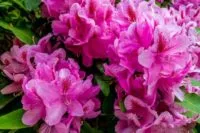 rhododendron24-e1718650500336