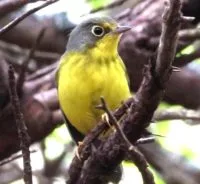 canada-warbler-e1716573987893