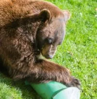 bear_animal-enrichment-day_photo-by-monty-combs_courtesy-of-grandfather-mountain-stewardship-foundation-e1722259528547