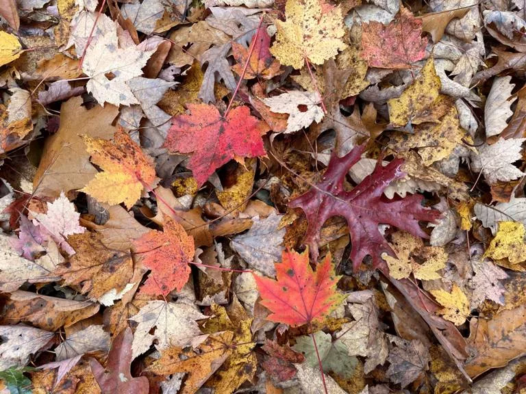 hhleaves