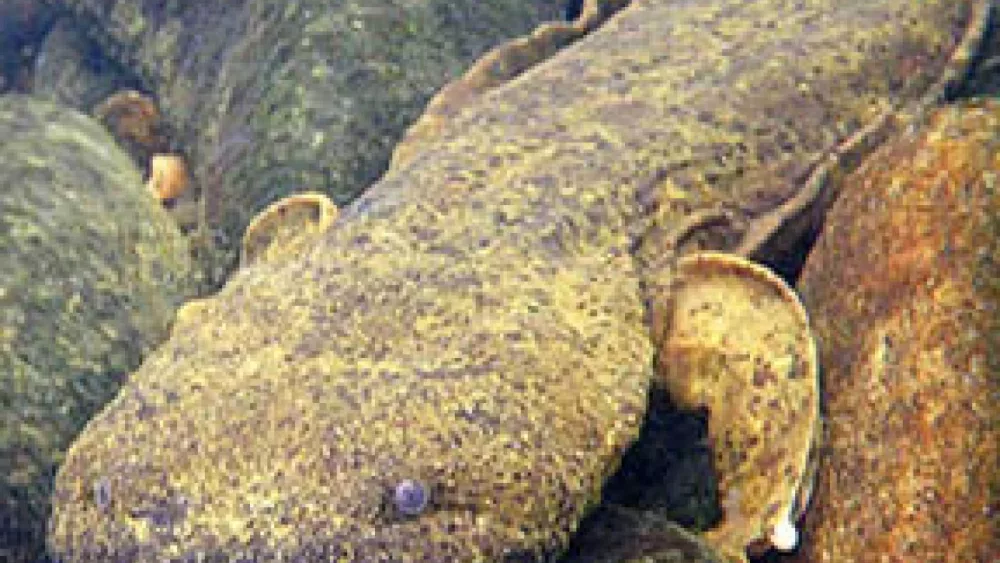 eastern-hellbender-trruss-tn