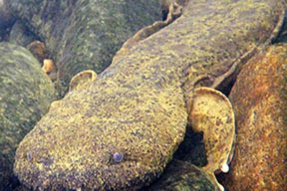 eastern-hellbender-trruss-tn