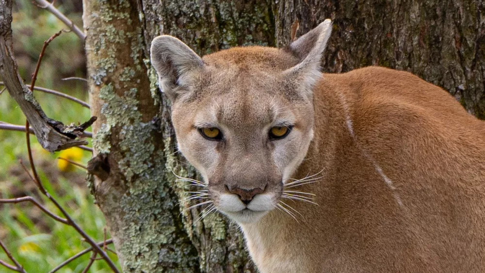 gmsf_cougar-in-spring_photo-by-leslie-restivo_courtesy-of-grandfather-mountain-stewardship-foundation