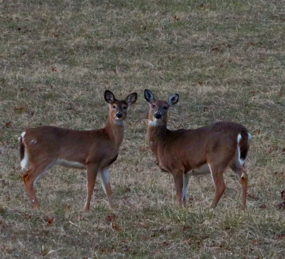 shayna-harris-deer
