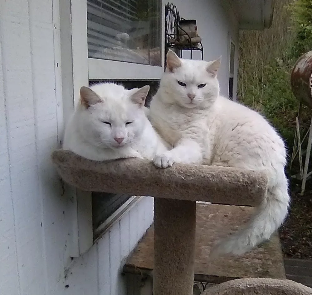 whitey-and-cotton5