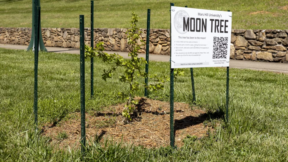 mhu-moon-tree