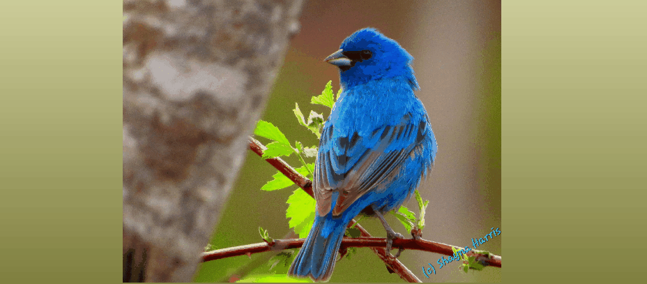 shyna-bluebird