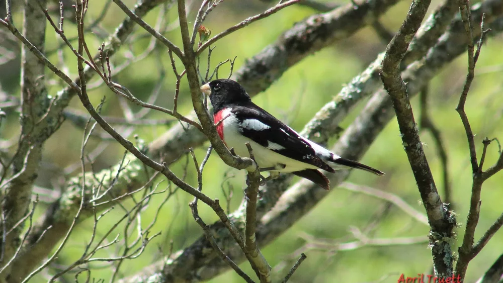birds00008801-2
