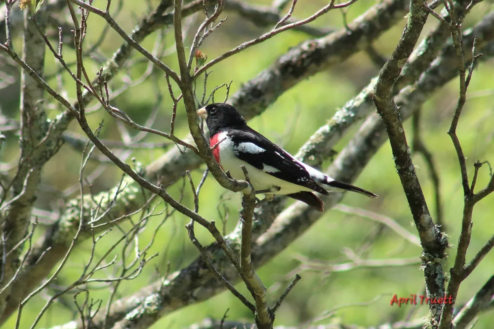 birds00008801-2