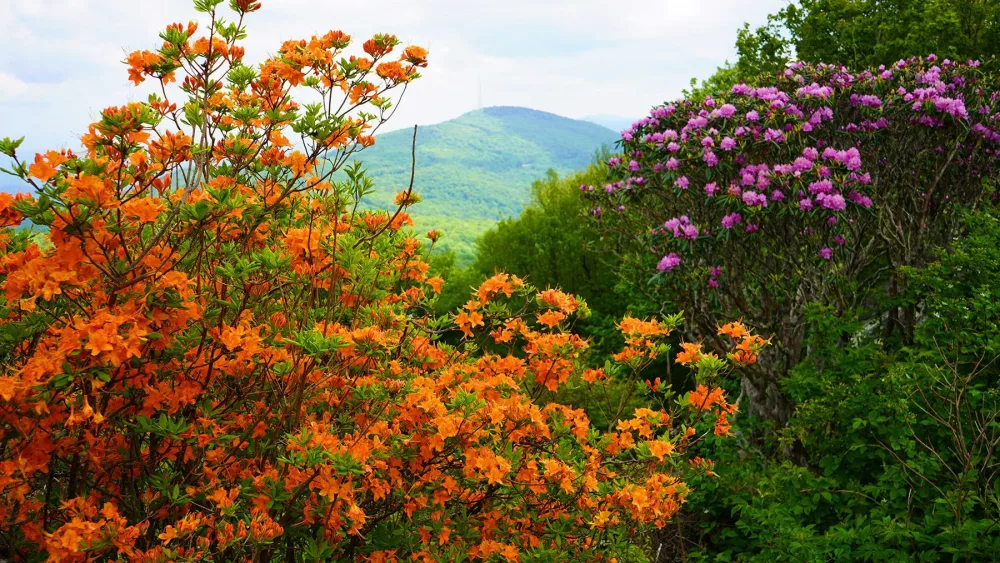 gmsf_flame_azalea-and-catawba_rhododendron_photo-courtesy-of-grandfather-mountain-stewardship-foundation