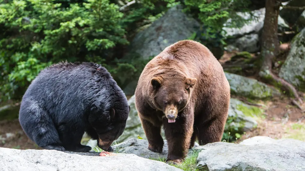 gmsf_bear-enrichment_animal-birthday-party_photo-by-monty-combs_courtesy-of-grandfather-mountain-stewardship-foundation