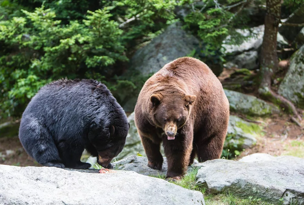 gmsf_bear-enrichment_animal-birthday-party_photo-by-monty-combs_courtesy-of-grandfather-mountain-stewardship-foundation