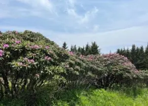 20250614-nr-nfsnc-rhododendronap