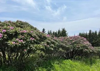 20250614-nr-nfsnc-rhododendronap