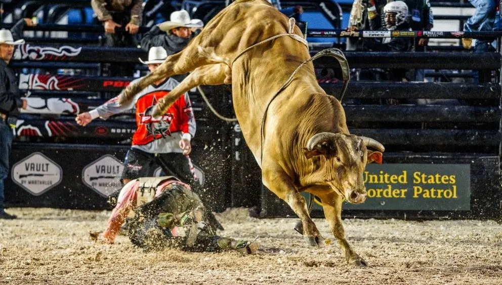 bull-3