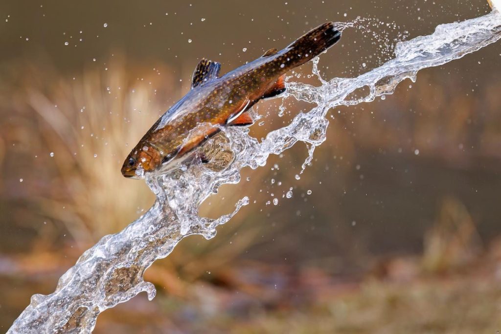 Wtwoe Delayed Trout Stocking to Begin November 2nd | WKYK