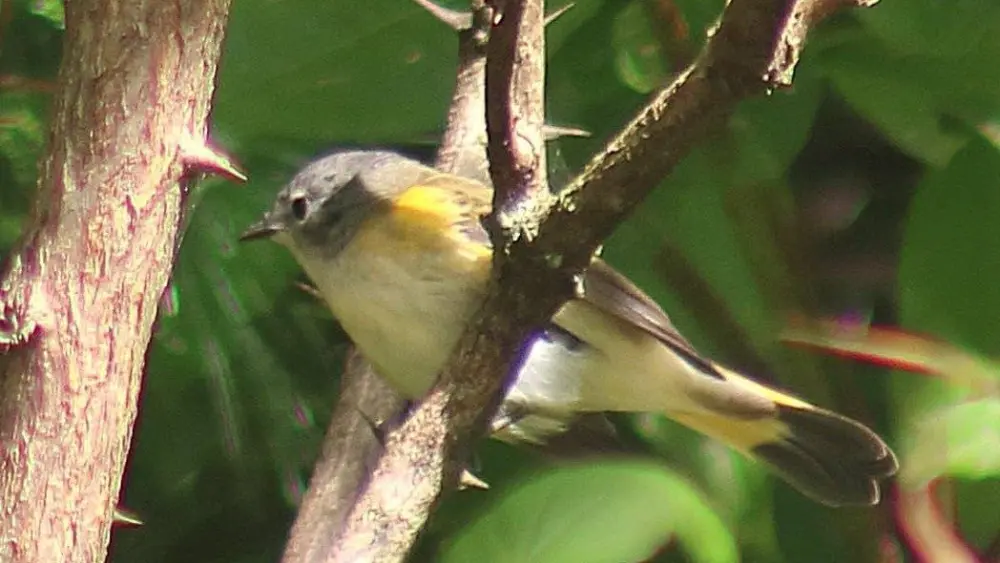 birds00010028-2