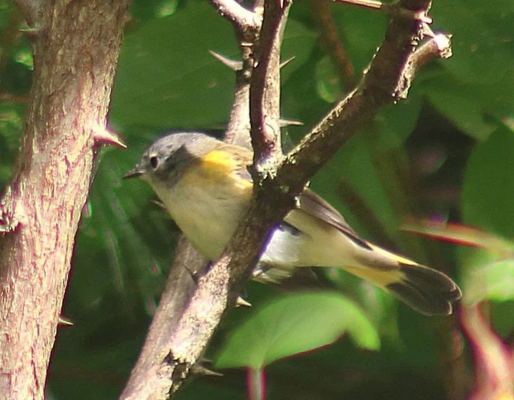 birds00010028-2