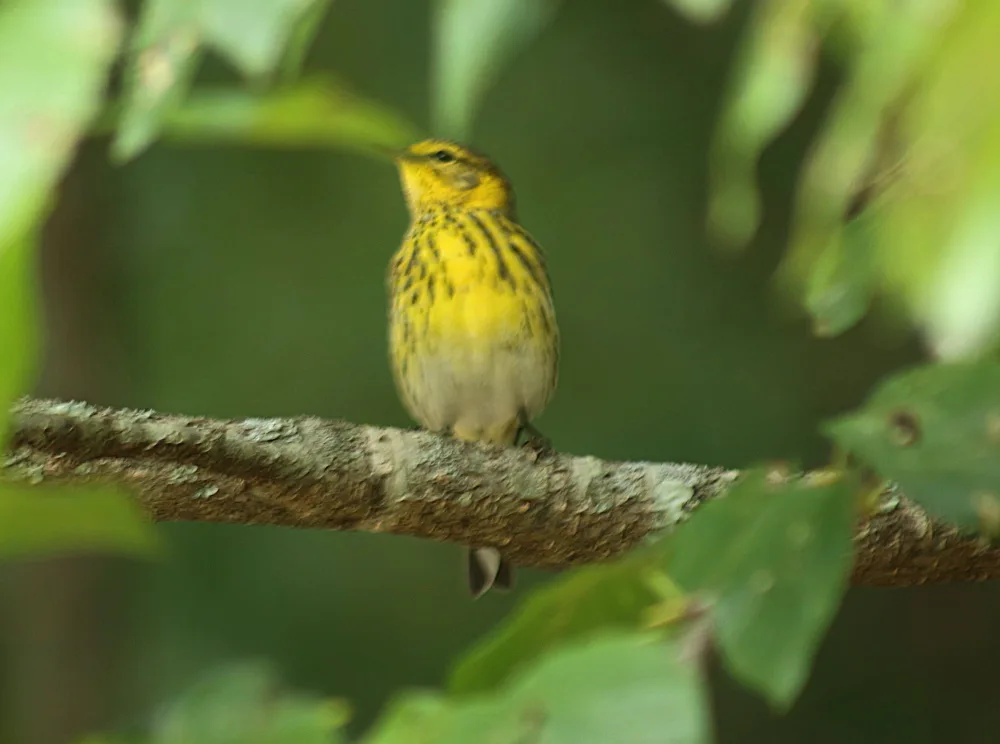 birds00010162-2