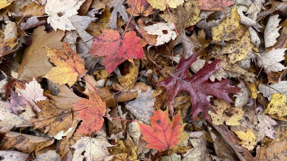 leaves