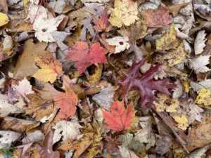 leaves