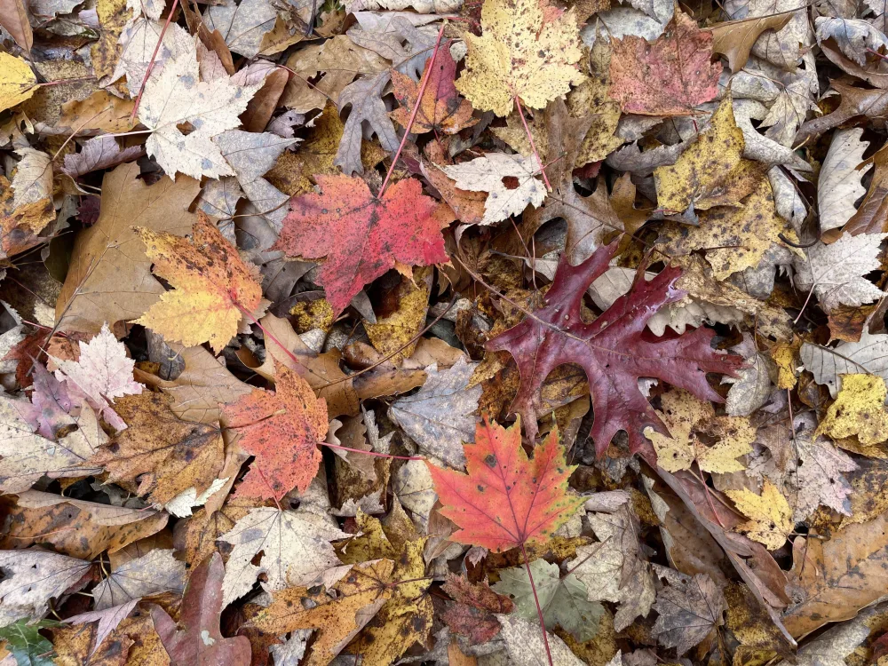 leaves