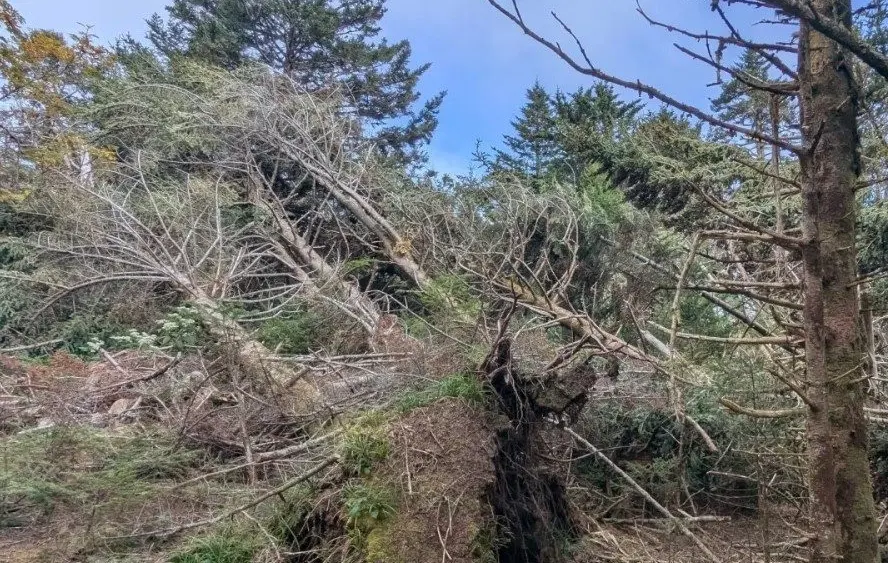 sf