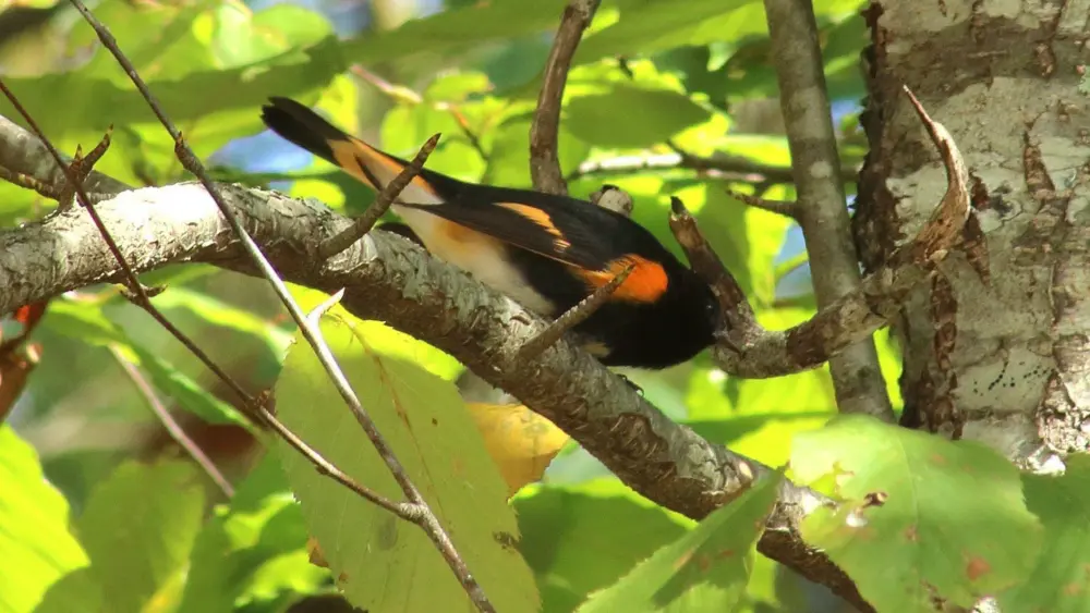 birds00010532-2