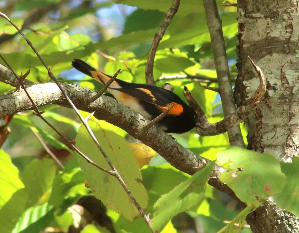 birds00010532-2