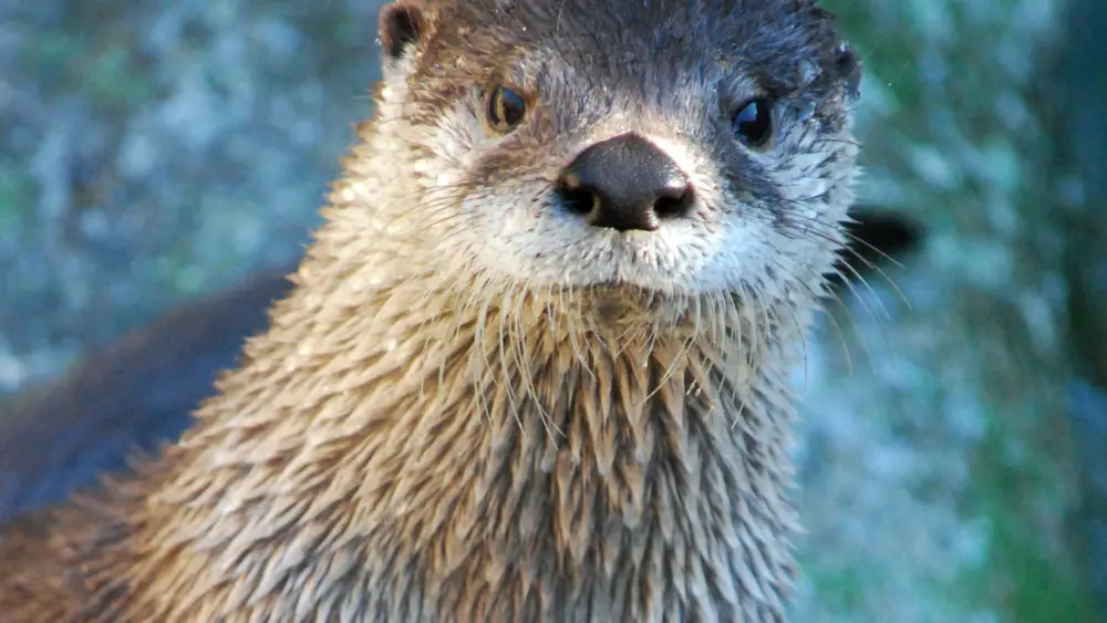 nova-river-otter_photo-courtesy-of-grandfather-mountain-stewardship-foundation-2