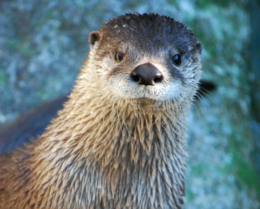 nova-river-otter_photo-courtesy-of-grandfather-mountain-stewardship-foundation-2