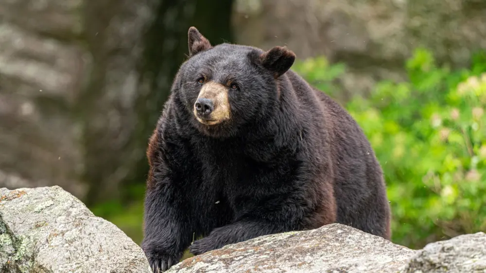 gmsf_meet-the-bears_carolina_photo-by-leslie-restivo_courtesy-of-grandfather-mountain-stewardship-foundation