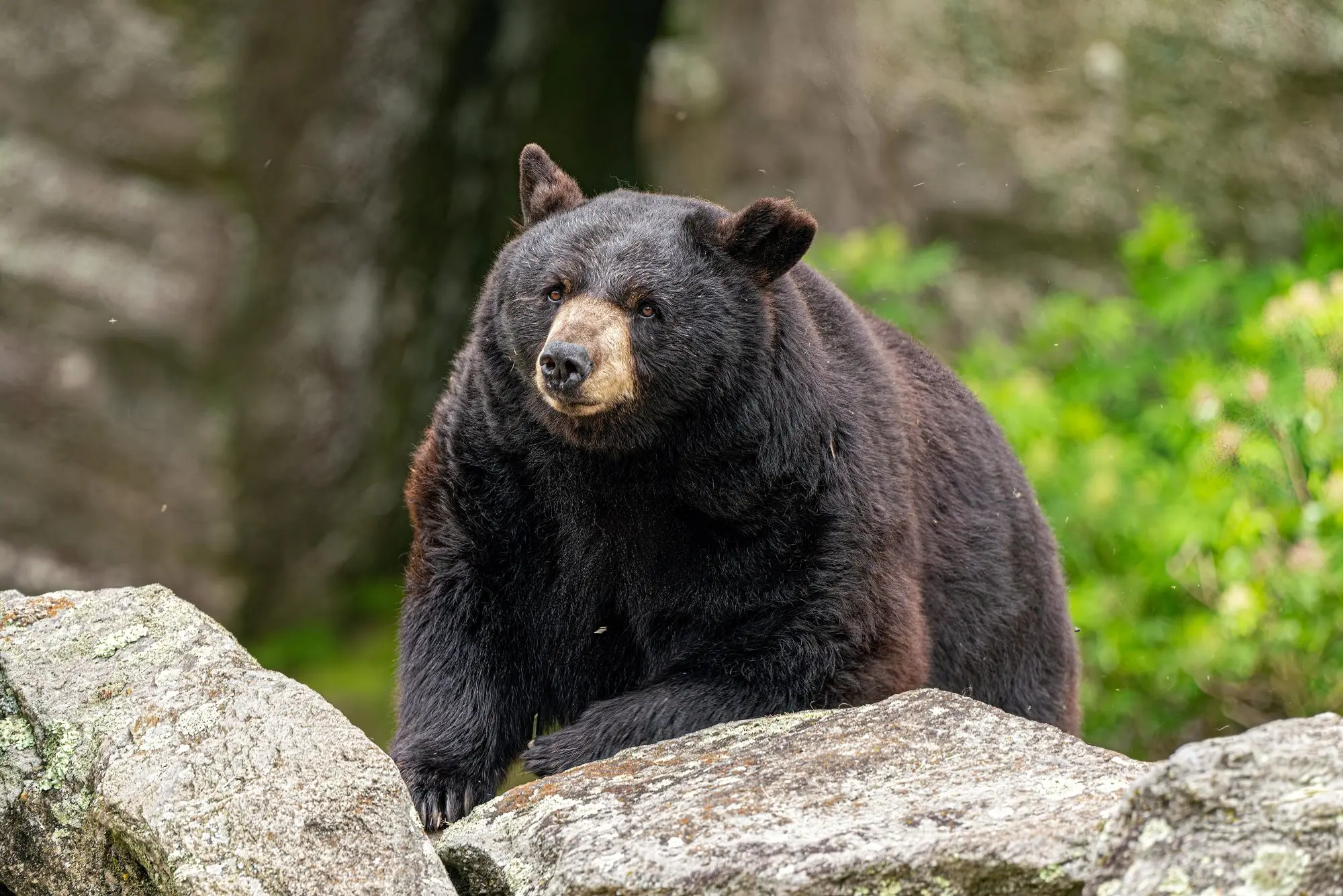 gmsf_meet-the-bears_carolina_photo-by-leslie-restivo_courtesy-of-grandfather-mountain-stewardship-foundation