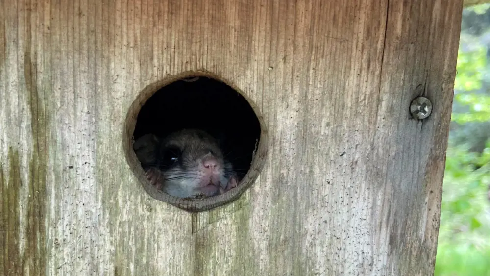 gmsf_flying-squirrel-survey_squirrel_photo-courtesy-of-grandfather-mountain-stewardship-foundation