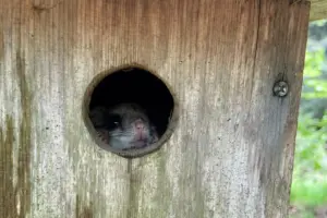 gmsf_flying-squirrel-survey_squirrel_photo-courtesy-of-grandfather-mountain-stewardship-foundation